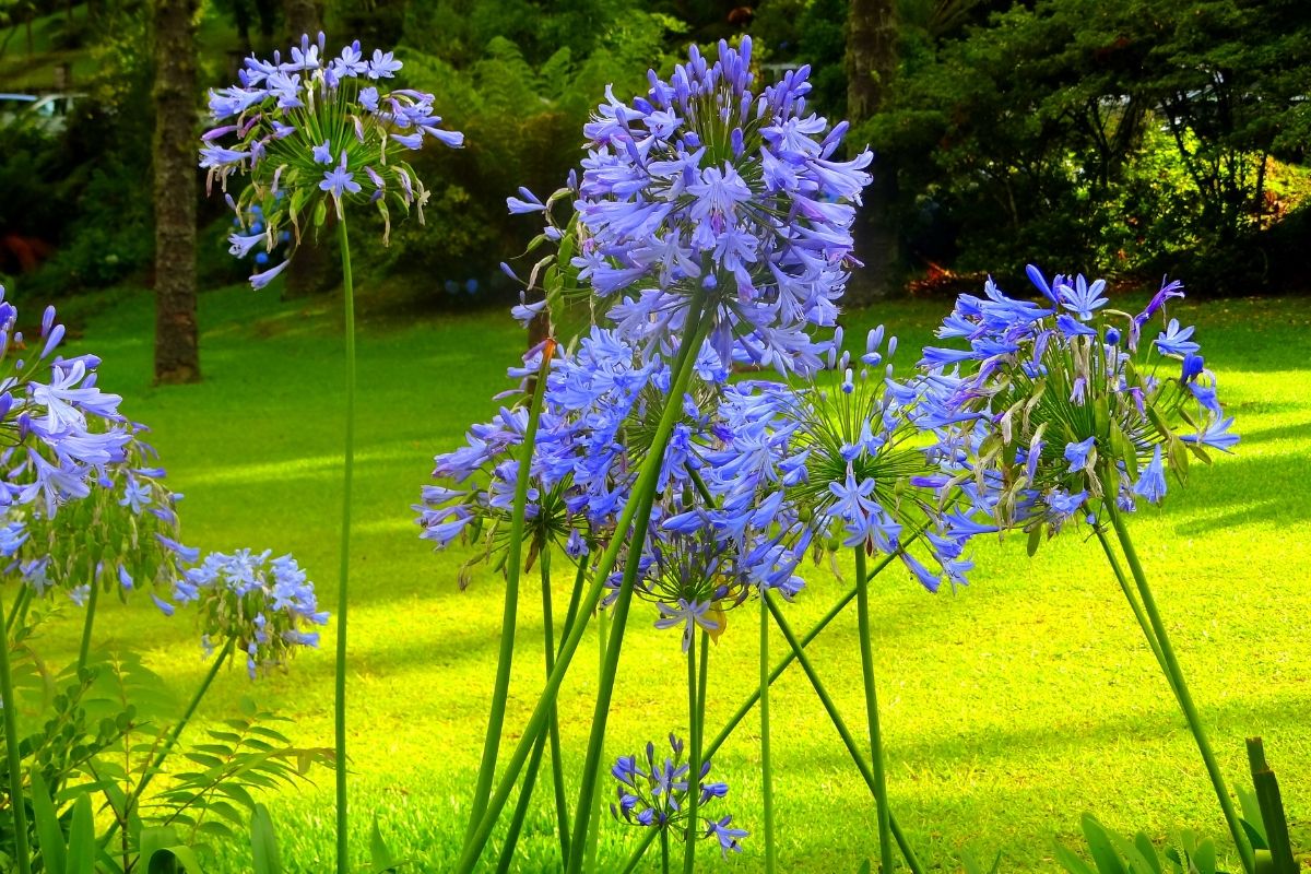 agapanthus